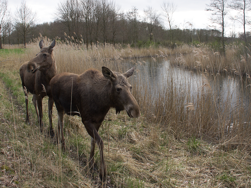 Mammals